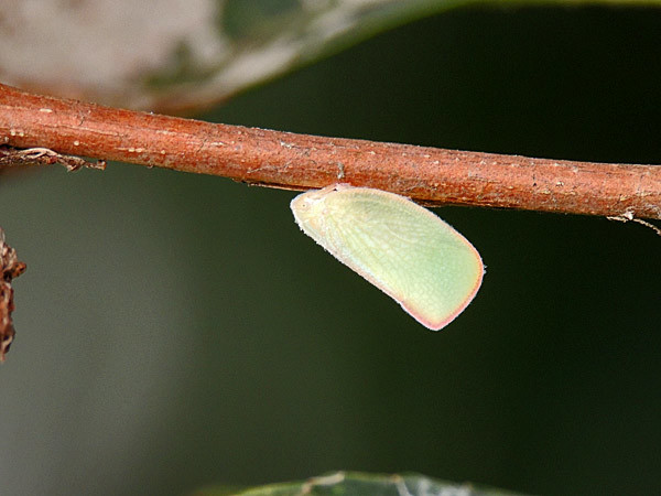 アカハネナガウンカ・トビイロハゴロモ_b0033112_21273880.jpg