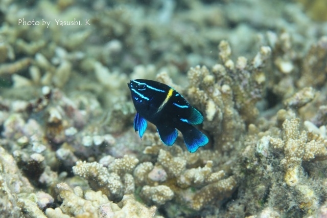 マニア系の幼魚_c0211615_14322999.jpg