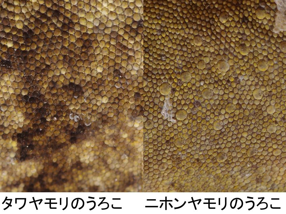 f0177529_21444161.jpg