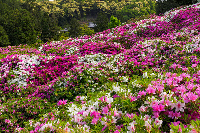 三室戸寺・ツツジ咲き乱れる山_f0155048_17283296.jpg