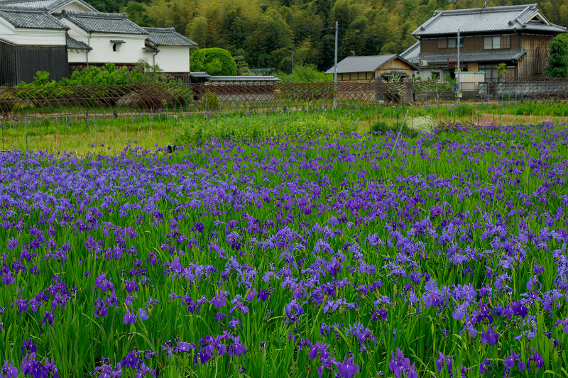 カキツバタ咲く観音堂（城陽市）_f0155048_18184474.jpg