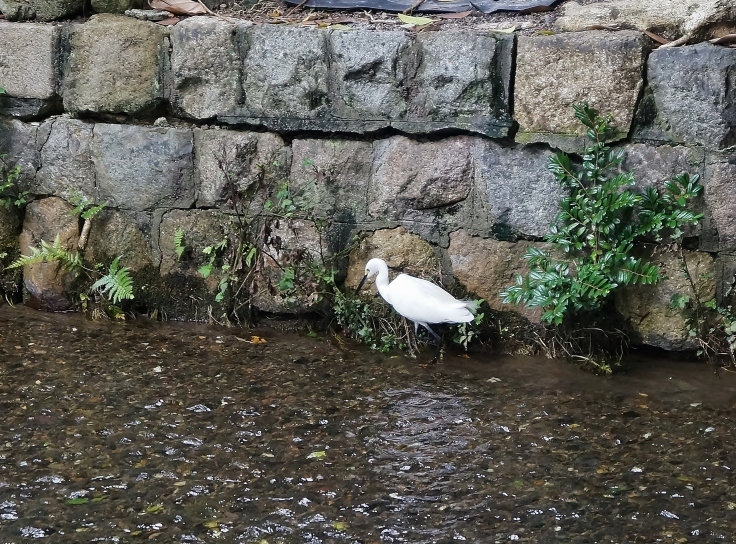 旧五条楽園を歩く(6)高瀬川に沿って_b0063958_18165593.jpg