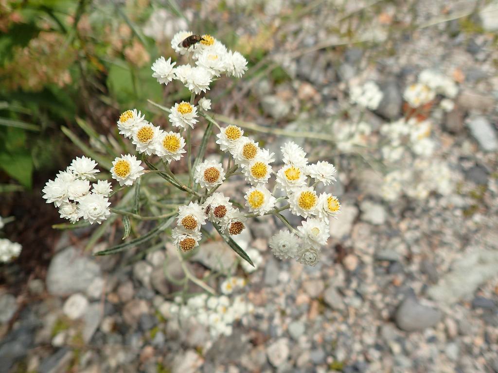 e0367158_17363373.jpg