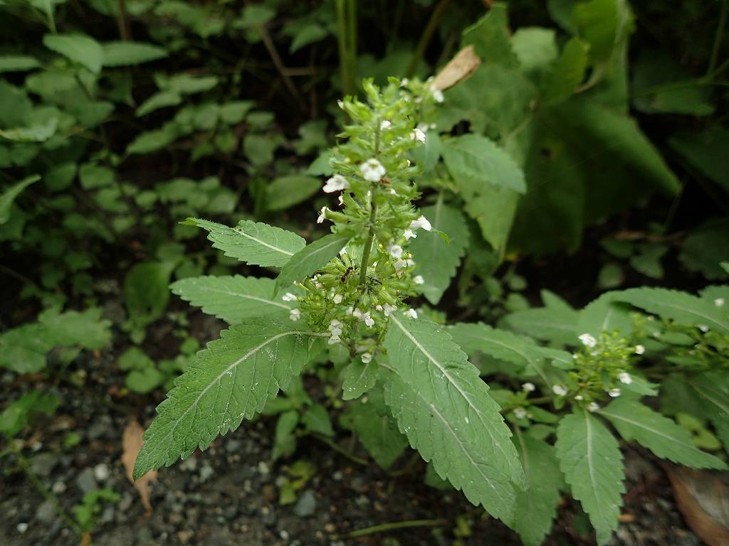 e0367158_17364452.jpg