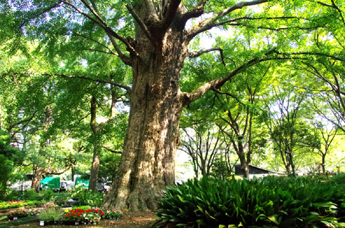日比谷公園 首賭けイチョウ 森林インストラクターのブログ フォレスト 石風花1 日比谷公園 首賭けイチョウ 森林インストラクターのブログ フォレスト 石風花1