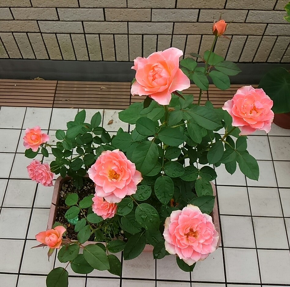 薔薇が咲いた せんのは