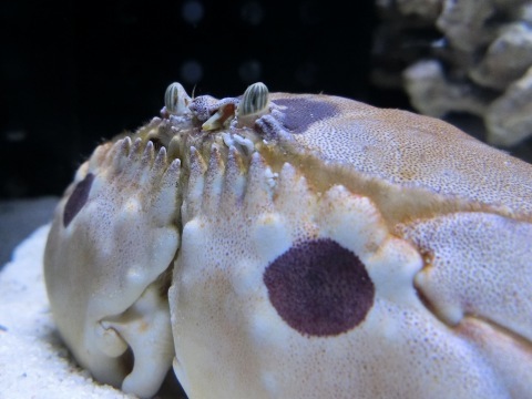 8/20、沼津港深海水族館、後編_e0045768_19492781.jpg