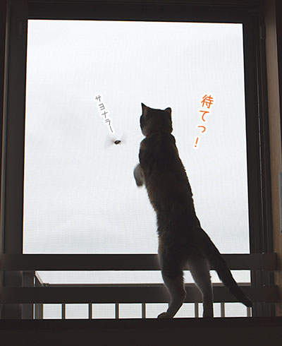 扇風機番長とメリハリ小梅と若猫（当家比）_a0119470_5342527.jpg