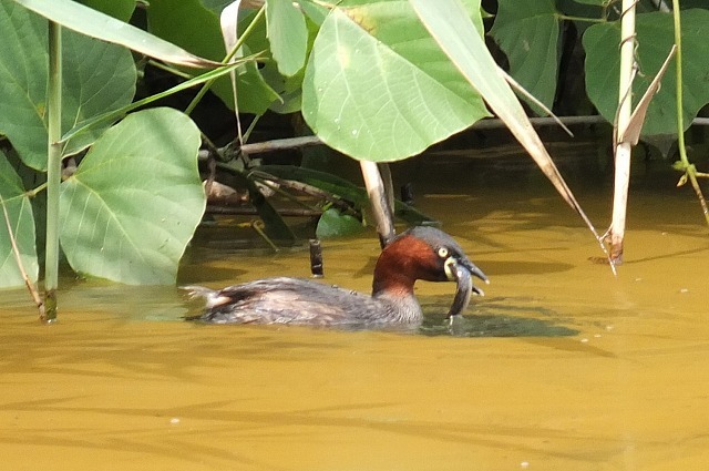 ■　鳥 ２種　　　17.8.27　　　（カイツブリ、）_e0339873_17435374.jpg