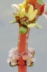 f0083977_16555978.jpg