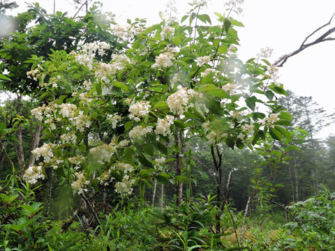 f0083977_17293358.jpg