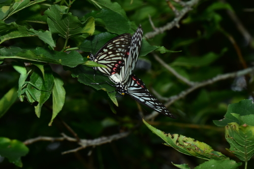 アカボシゴマダラ_f0348480_05472220.jpg