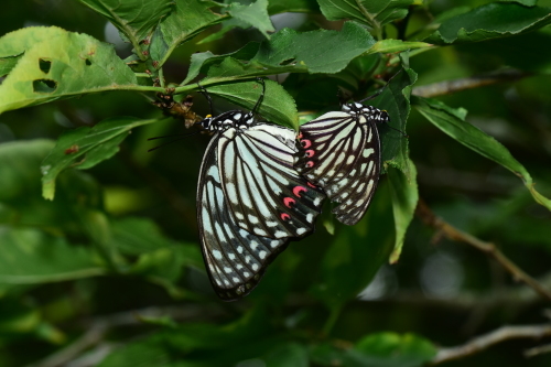 アカボシゴマダラ_f0348480_06002309.jpg