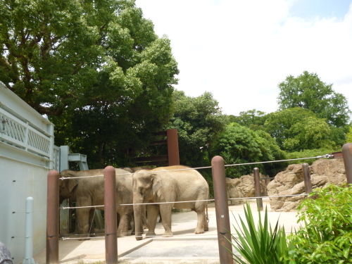 夏休み～上野動物園～_e0374681_11151285.jpg