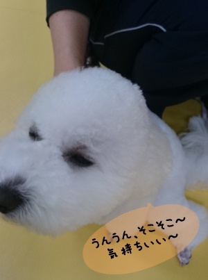 なでなで、抱っこ大好き~(´ω`*)_f0357682_13353179.jpg