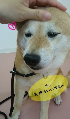 なでなで、抱っこ大好き~(´ω`*)_f0357682_13355932.jpg