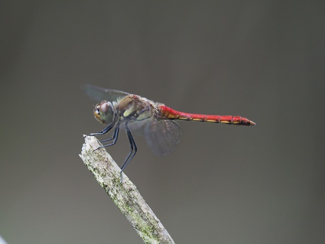 d0156387_20165489.jpg
