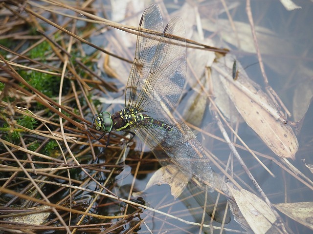 d0156387_20180722.jpg