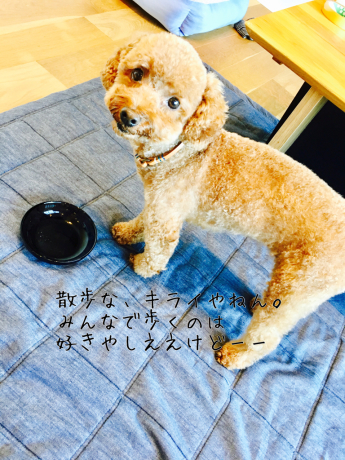 カット_b0370192_15342814.jpg