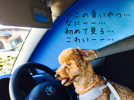 車中泊仕様_b0370192_15483112.jpg