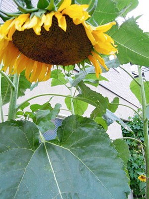 やっと夏休み_b0055196_21280837.jpg