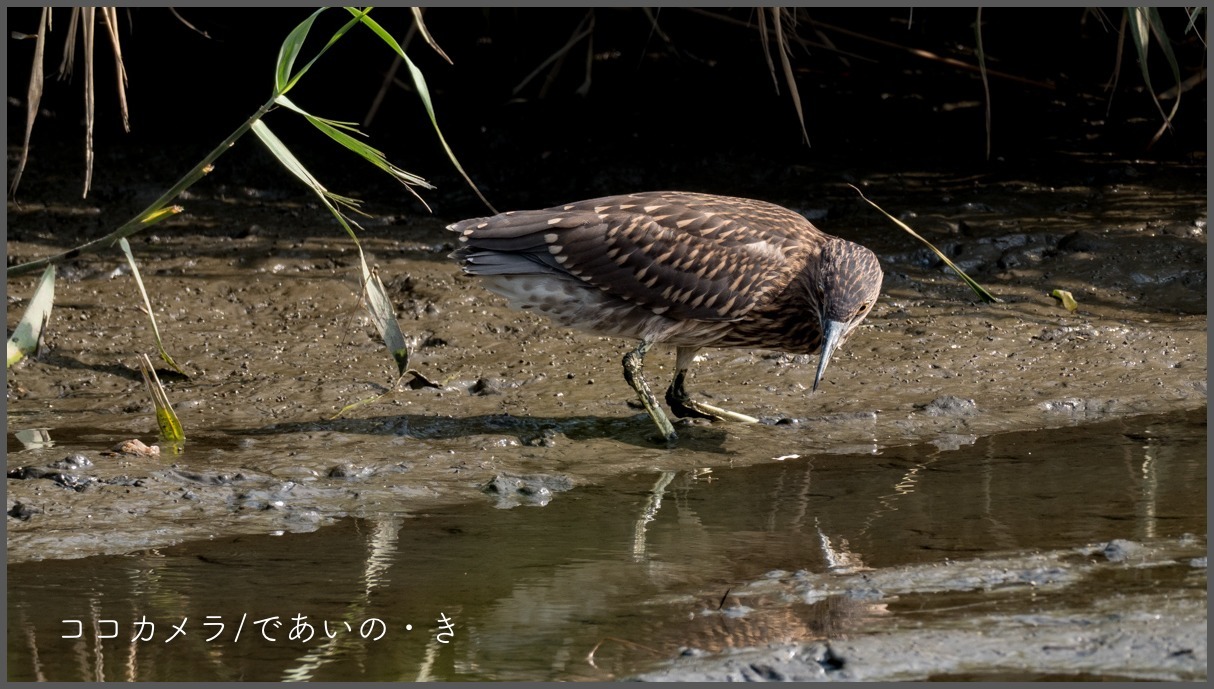 多摩川探訪記-その93-③・タカブシギと干潟の鳥たち_c0336400_14554949.jpg