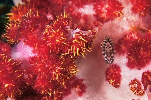 c0368903_16093555.jpg