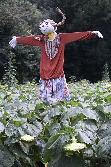 新座市「本多の森お花畑」のヒマワリ_e0255509_2041136.jpg