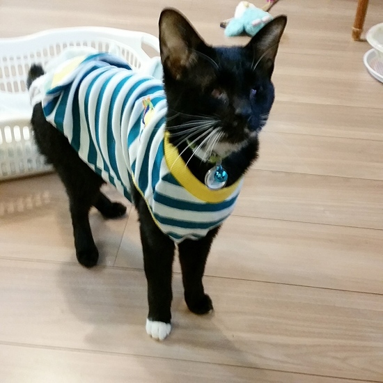 e0144012_21055456.jpeg