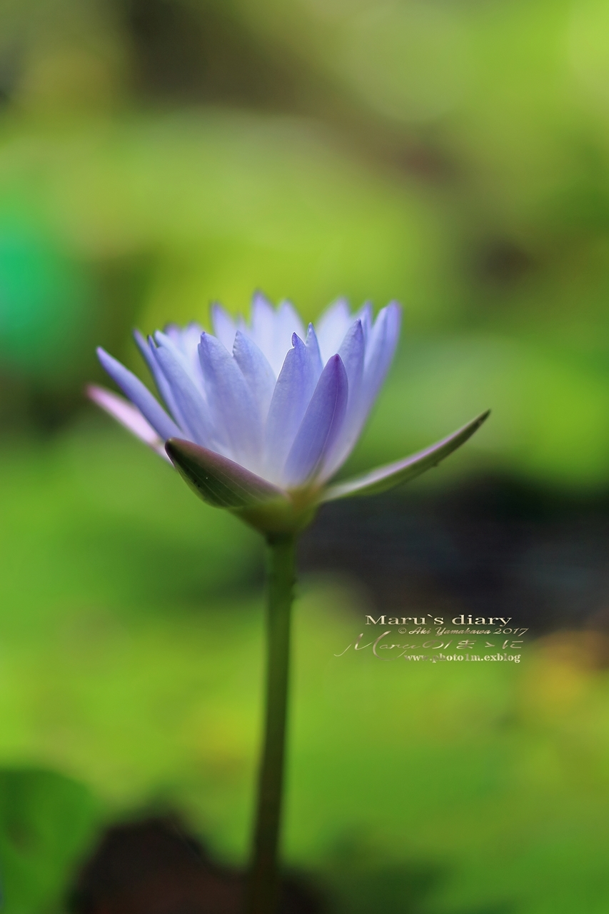 まゝに/武蔵丘陵森林公園1/ケイトウ_d0342426_20004671.jpg