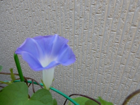 e0033229_18472588.jpg