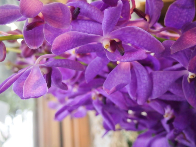 グッドルッキングな今週の花や植物たち_c0103830_17265543.jpg