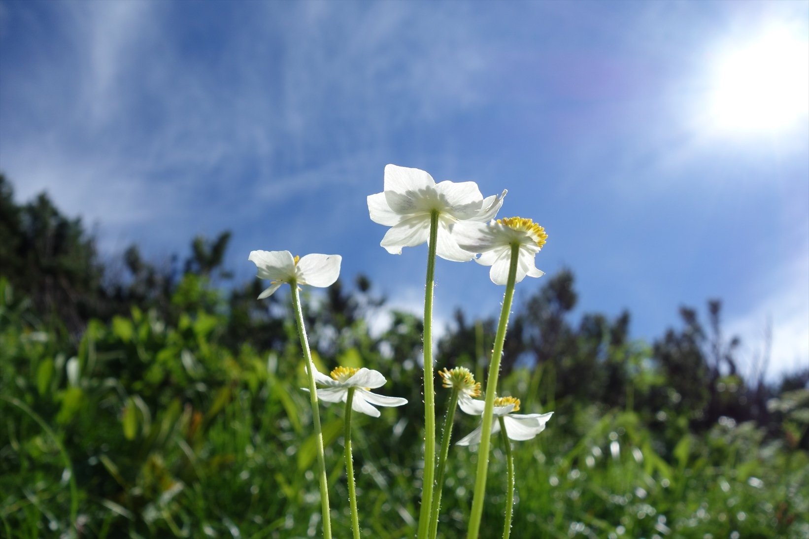 △　劔岳の展望と花の縦走路  大日三山　△_f0348933_22021985.jpg