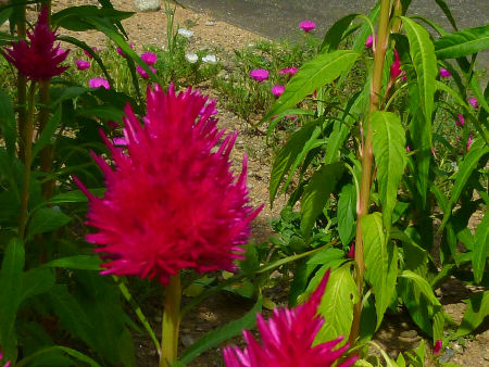 b0002549_1130577.jpg