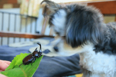 c0145250_10003323.gif