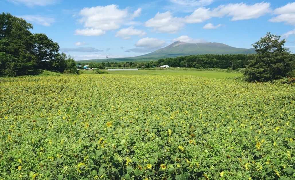 ひまわりの山里＠大沼 No.２_f0038653_13442425.jpg