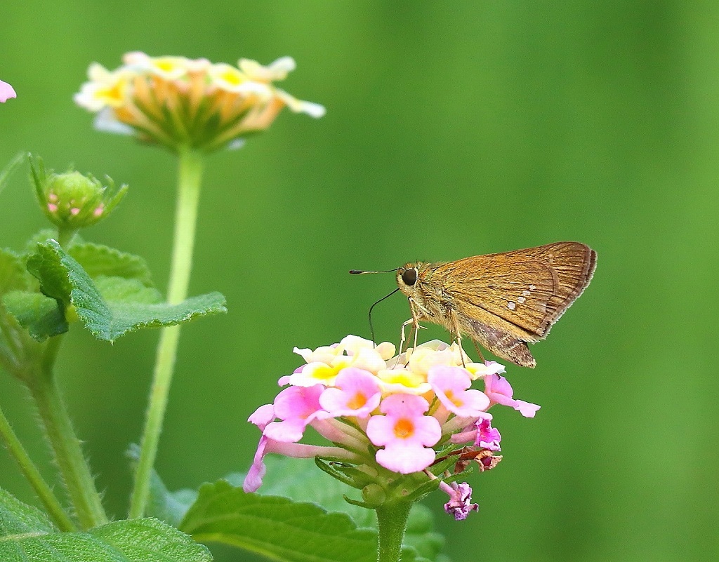 ランタナの花にきた　イチモンジセセリ_b0320769_15520971.jpg