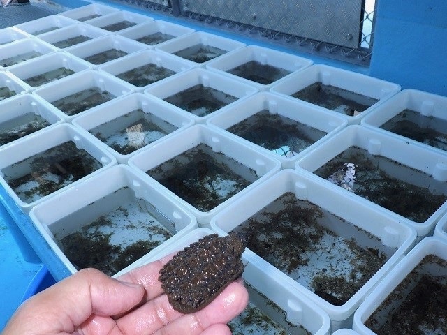 不器用な男の償い方と大いなる責任 ワニガメ生態研究所