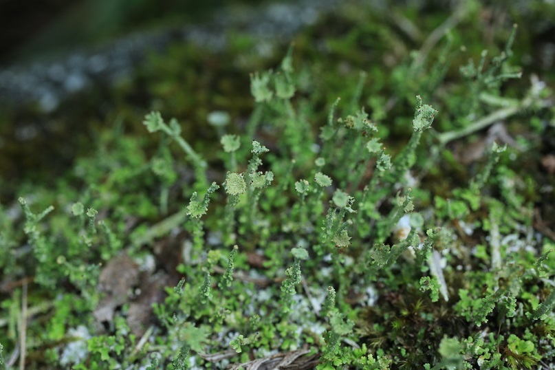 e0304170_20533407.jpg