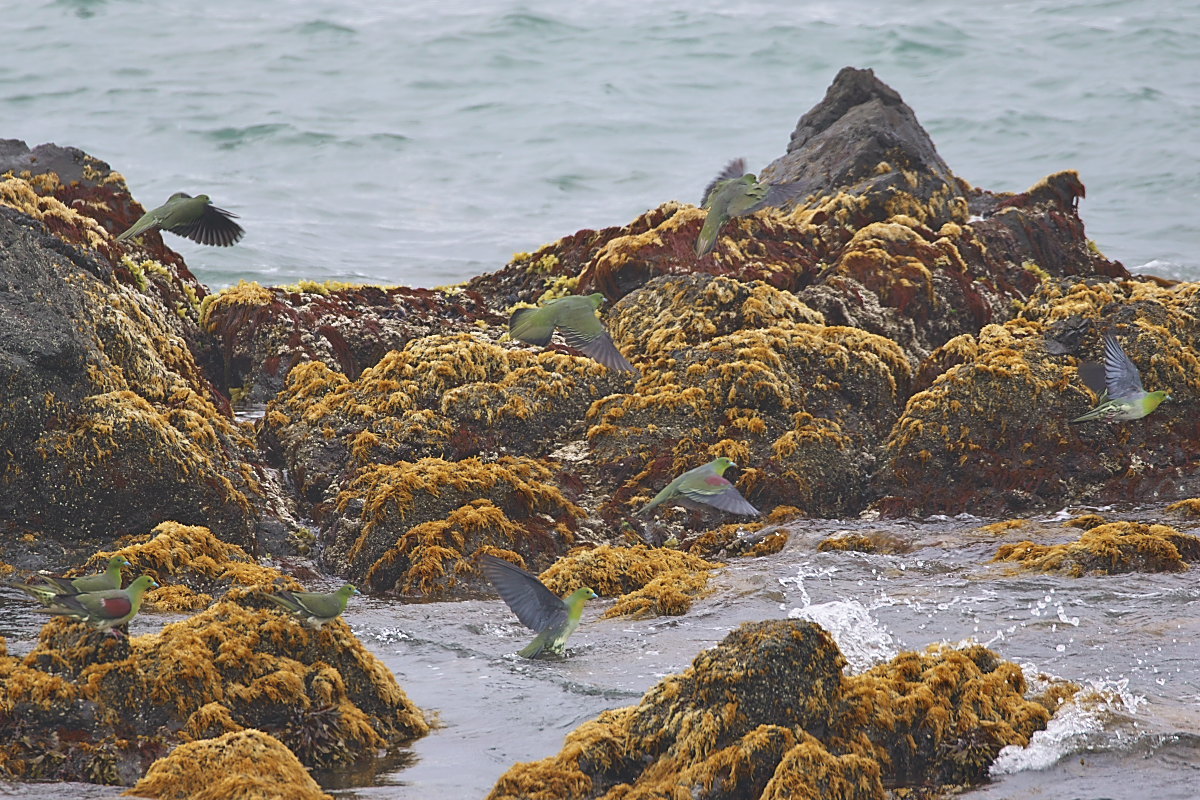 北海道の夏 ′１７_アオバト_d0125872_23220385.jpg