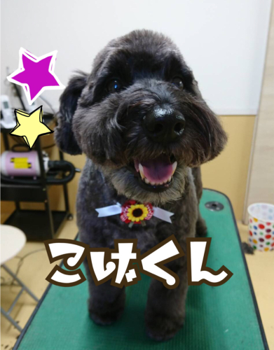 トリミングブログ_f0357682_09013216.jpg