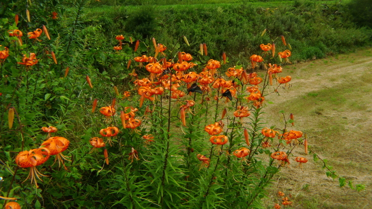 c0212083_17242642.jpg