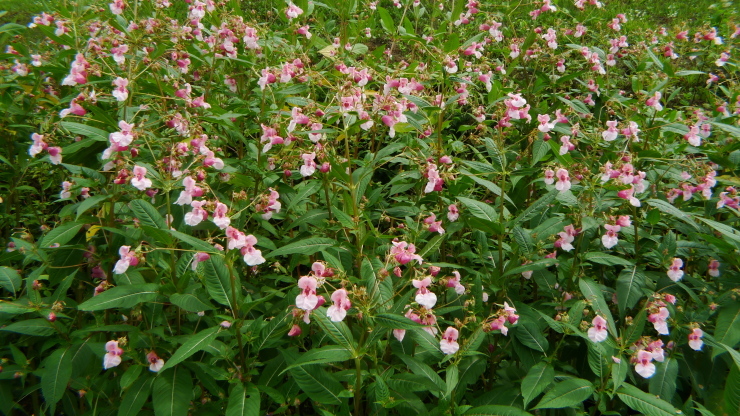 c0212083_17265894.jpg