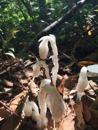 蔦沼散策 宮崎駿さん的植物の宝庫_a0134394_07153655.jpg