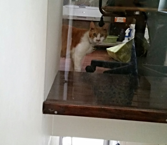 e0144012_10552228.jpeg