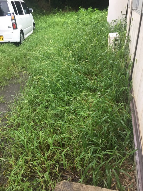 草刈り_e0124021_1793211.jpg
