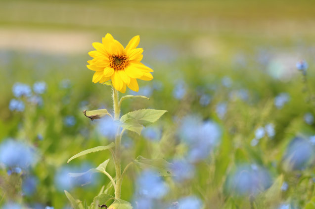 富士花めぐりの里_a0037322_17373269.jpg