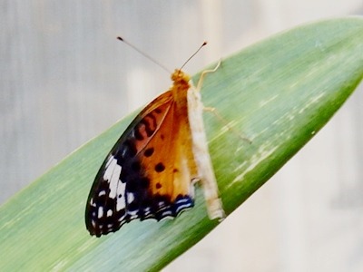 e0033229_18461072.jpg