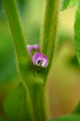 黒豆の花が咲く_d0336530_21334378.jpg