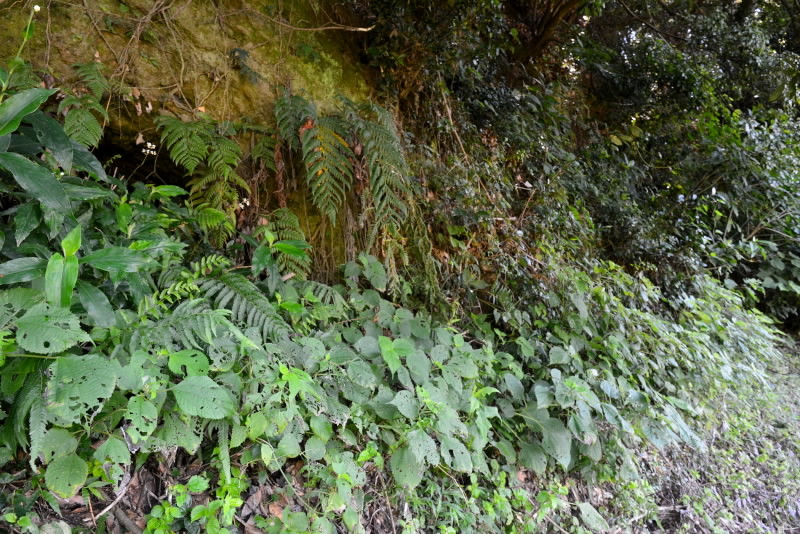 e0056537_20252421.jpg